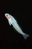 Translucent larval Blenny (Cirripectes sp.) Translucent larval Blenny (Cirripectes sp.)