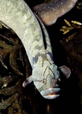 Monkeyface Prickleback (Cebidichthys violaceus)