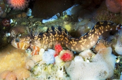 Decorated Warbonnet (Chirolophis decoratus) Decorated Warbonnet (Chirolophis decoratus)