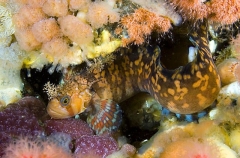 Decorated Warbonnet (Chirolophis decoratus) Decorated Warbonnet (Chirolophis decoratus)