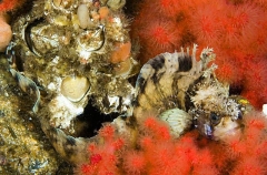Decorated Warbonnet (Chirolophis decoratus) Decorated Warbonnet (Chirolophis decoratus)
