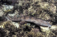 Blind Shark (Brachaelurus waddi) Blind Shark (Brachaelurus waddi)