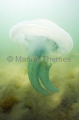 Mosaic Sea Jelly (Catostylus mosaicus) Mosaic Sea Jelly (Catostylus mosaicus)