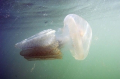 Mosaic Sea Jelly (Catostylus mosaicus) Mosaic Sea Jelly (Catostylus mosaicus)