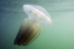 Mosaic Sea Jelly (Catostylus mosaicus) Mosaic Sea Jelly (Catostylus mosaicus)