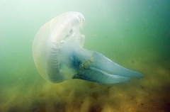 Mosaic Sea Jelly (Catostylus mosaicus) Mosaic Sea Jelly (Catostylus mosaicus)