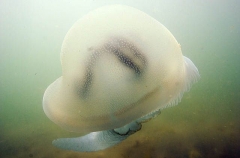 Mosaic Sea Jelly (Catostylus mosaicus) Mosaic Sea Jelly (Catostylus mosaicus)