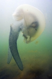 Mosaic Sea Jelly (Catostylus mosaicus) Mosaic Sea Jelly (Catostylus mosaicus)