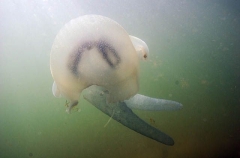 Mosaic Sea Jelly (Catostylus mosaicus) Mosaic Sea Jelly (Catostylus mosaicus)