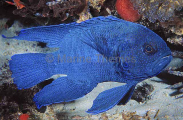 Southern Blue Devil (Paraplesiops meleagris) Southern Blue Devil (Paraplesiops meleagris)