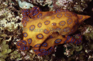 Greater Blue-ringed Octopus (Hapalochlaena lunulata) Greater Blue-ringed Octopus (Hapalochlaena lunulata)