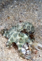 Greater Blue-ringed Octopus (Hapalochlaena lunulata) Greater Blue-ringed Octopus (Hapalochlaena lunulata)