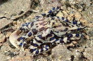 Southern Blue-ringed Octopus (Hapalochlaena maculosa) Southern Blue-ringed Octopus (Hapalochlaena maculosa)