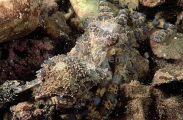 Southern Blue-ringed Octopus (Hapalochlaena maculosa)