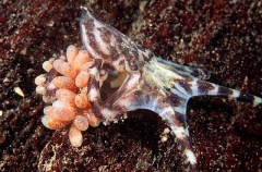 Southern Blue-lined Octopus (Hapalochlaena fasciata) Southern Blue-lined Octopus (Hapalochlaena fasciata)