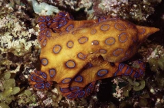 Greater Blue-ringed Octopus (Hapalochlaena lunulata)