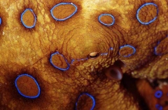 Greater Blue-ringed Octopus (Hapalochlaena lunulata)