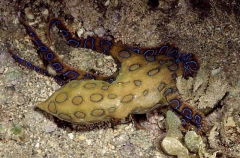 Greater Blue-ringed Octopus (Hapalochlaena lunulata)