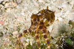 Greater Blue-ringed Octopus (Hapalochlaena lunulata) Greater Blue-ringed Octopus (Hapalochlaena lunulata)