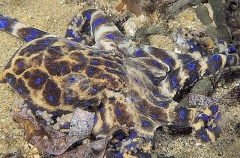 Southern Blue-ringed Octopus (Hapalochlaena maculosa)