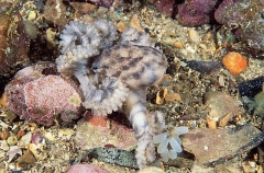Southern Blue-ringed Octopus (Hapalochlaena maculosa) Southern Blue-ringed Octopus (Hapalochlaena maculosa)