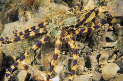 Southern Blue-ringed Octopus (Hapalochlaena maculosa)
