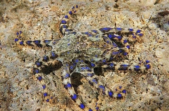 Southern Blue-ringed Octopus (Hapalochlaena maculosa)