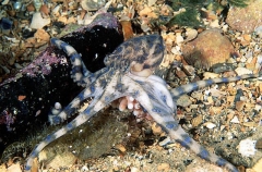 Southern Blue-ringed Octopus (Hapalochlaena maculosa) Southern Blue-ringed Octopus (Hapalochlaena maculosa)