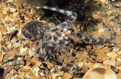 Southern Blue-ringed Octopus (Hapalochlaena maculosa) Southern Blue-ringed Octopus (Hapalochlaena maculosa)