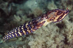 Southern Blue-ringed Octopus (Hapalochlaena maculosa)