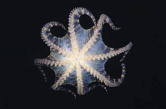 Southern Blue-ringed Octopus (Hapalochlaena maculosa)