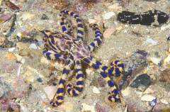 Southern Blue-ringed Octopus (Hapalochlaena maculosa) Southern Blue-ringed Octopus (Hapalochlaena maculosa)