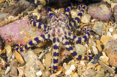 Southern Blue-ringed Octopus (Hapalochlaena maculosa) Southern Blue-ringed Octopus (Hapalochlaena maculosa)