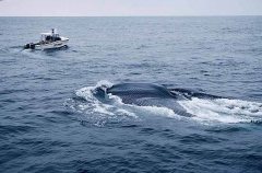 Blue Whale (Balaenoptera musculus musculus) Blue Whale (Balaenoptera musculus musculus)