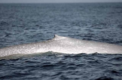 Pygmy Blue Whale (Balaenoptera musculus brevicauda) Pygmy Blue Whale (Balaenoptera musculus brevicauda)