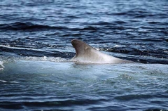 Pygmy Blue Whale (Balaenoptera musculus brevicauda) Pygmy Blue Whale (Balaenoptera musculus brevicauda)