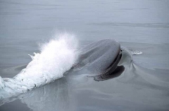 Pygmy Blue Whale (Balaenoptera musculus brevicauda) Pygmy Blue Whale (Balaenoptera musculus brevicauda)