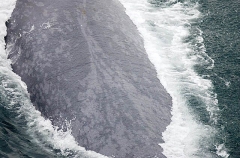 Blue Whale (Balaenoptera musculus) Blue Whale (Balaenoptera musculus)