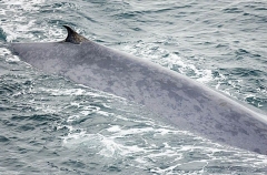 Blue Whale (Balaenoptera musculus) Blue Whale (Balaenoptera musculus)
