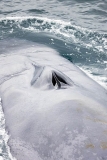 Blue Whale (Balaenoptera musculus) Blue Whale (Balaenoptera musculus)