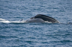 Blue Whale (Balaenoptera musculus) Blue Whale (Balaenoptera musculus)