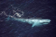 Pygmy Blue Whale (Balaenoptera musculus brevicauda)