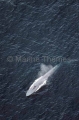 Pygmy Blue Whale (Balaenoptera musculus brevicauda) Pygmy Blue Whale (Balaenoptera musculus brevicauda)