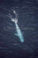 Pygmy Blue Whale (Balaenoptera musculus brevicauda) Pygmy Blue Whale (Balaenoptera musculus brevicauda)