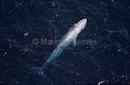 Pygmy Blue Whale (Balaenoptera musculus brevicauda) Pygmy Blue Whale (Balaenoptera musculus brevicauda)