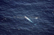 Pygmy Blue Whale (Balaenoptera musculus brevicauda) Pygmy Blue Whale (Balaenoptera musculus brevicauda)