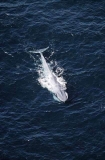 Pygmy Blue Whale (Balaenoptera musculus brevicauda) Pygmy Blue Whale (Balaenoptera musculus brevicauda)