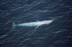 Pygmy Blue Whale (Balaenoptera musculus brevicauda) Pygmy Blue Whale (Balaenoptera musculus brevicauda)