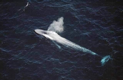 Pygmy Blue Whale (Balaenoptera musculus brevicauda) Pygmy Blue Whale (Balaenoptera musculus brevicauda)