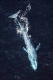 Pygmy Blue Whale (Balaenoptera musculus brevicauda) Pygmy Blue Whale (Balaenoptera musculus brevicauda)